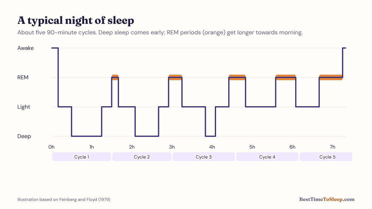 Diagram of a night of sleep showing five cycles moving between light, deep and REM sleep